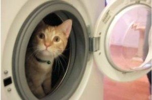 Pusa sa washing machine