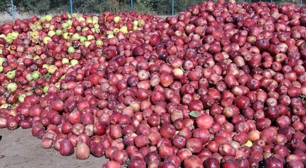 turn a mountain of apples into juice