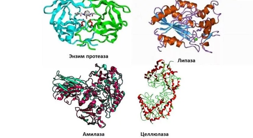 amylase en protease