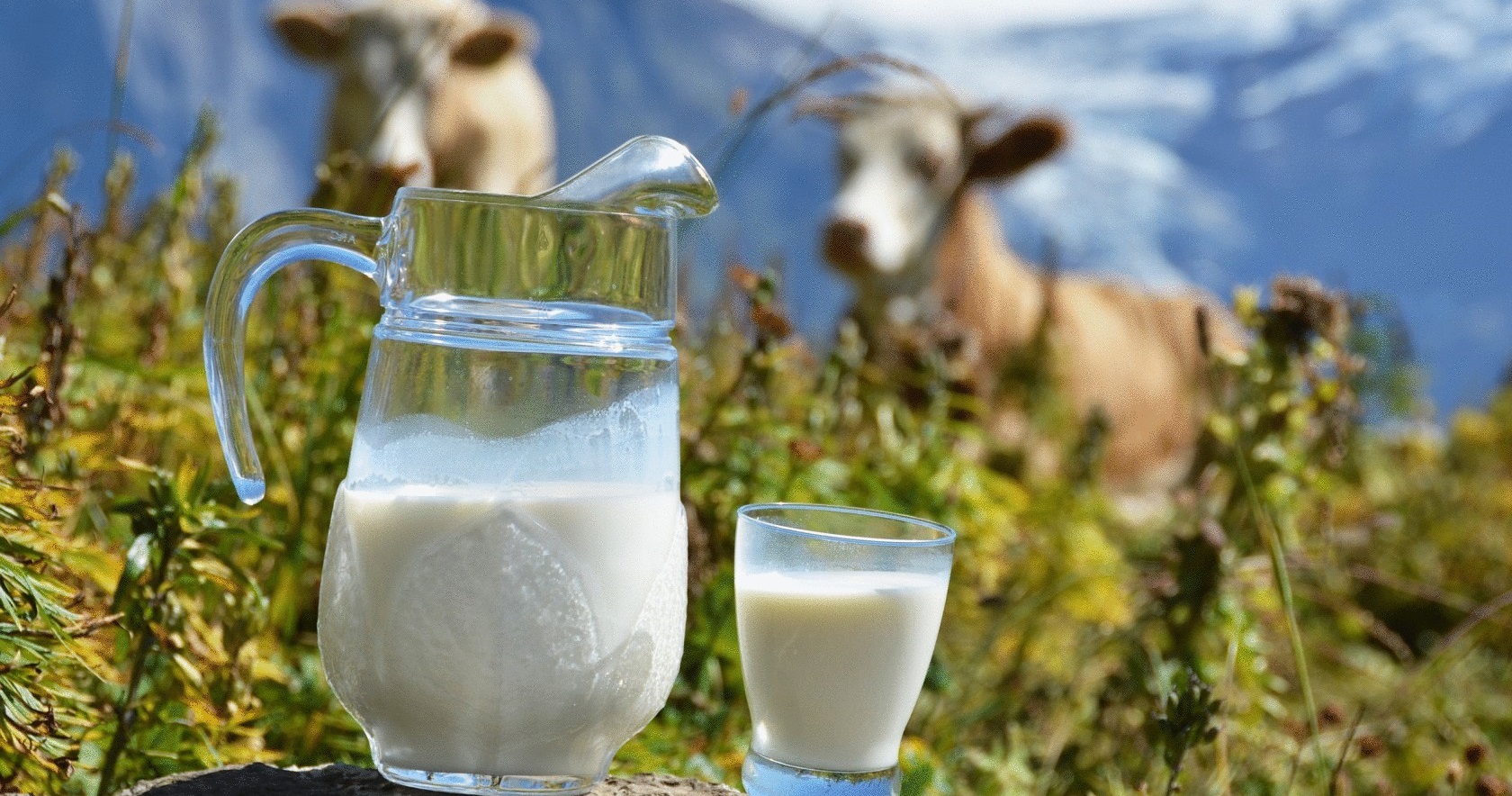 lait de vache